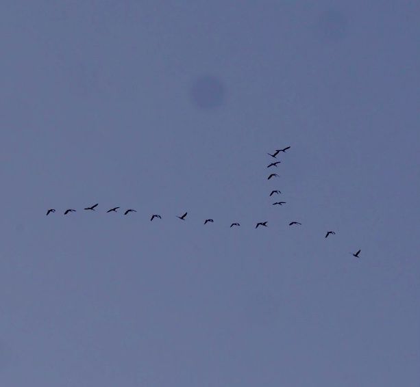 surf guide algarve early birds v