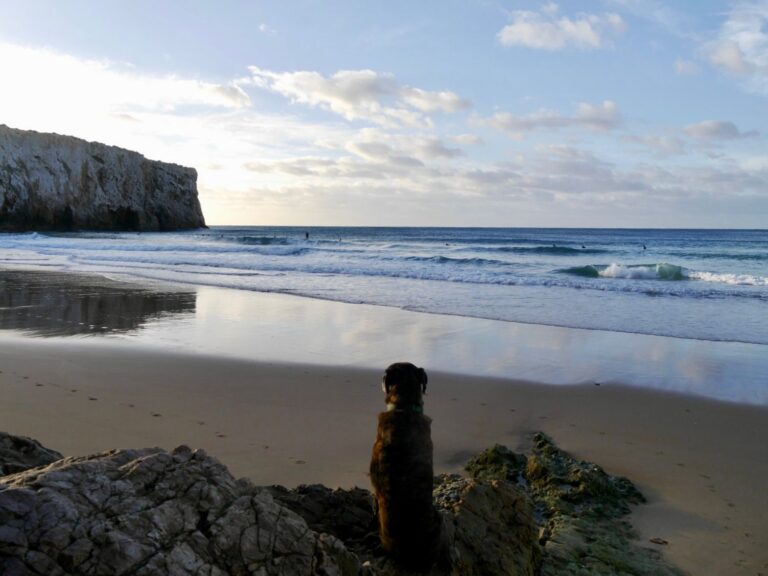 mens best friend checking the waves at beliche with surf guide algarve