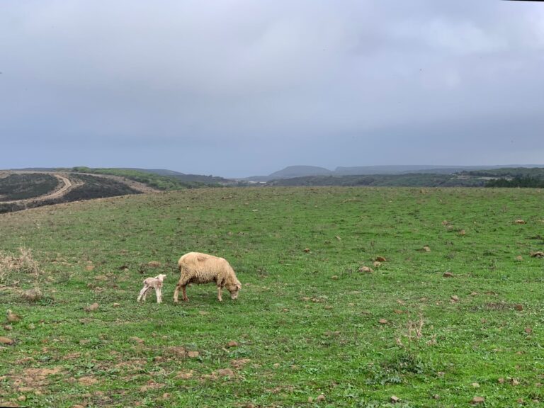 newborn lamb surf guide algarve