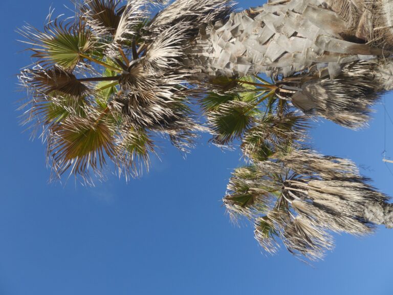 palmtrees paradise surf guide algarve